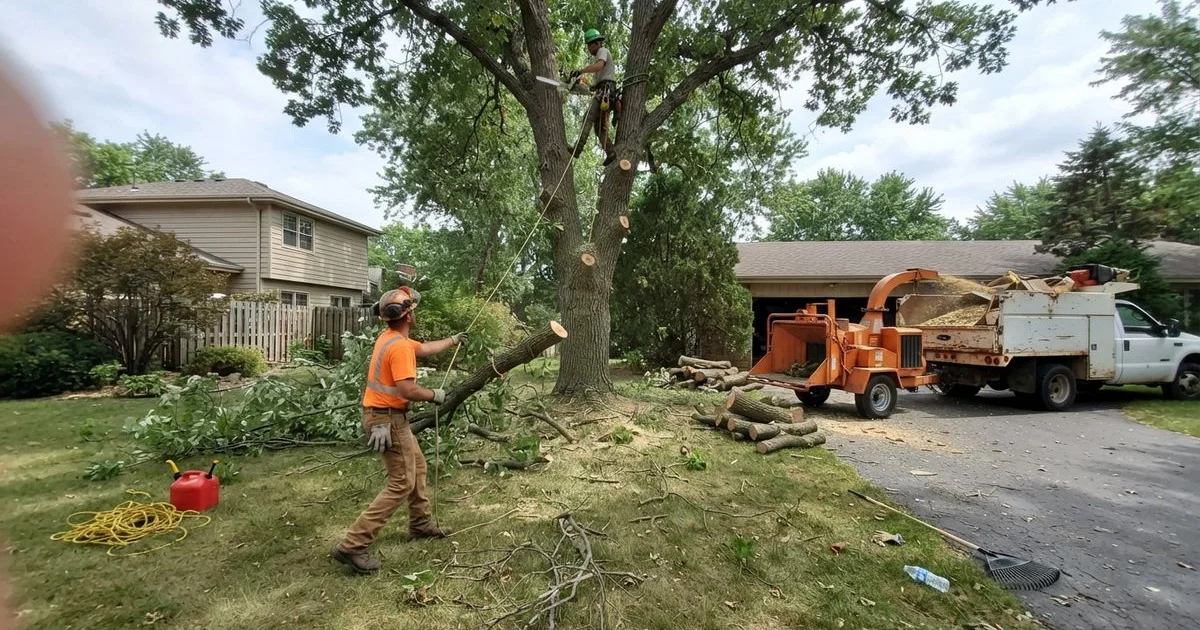 Tree removal and trimming: what a professional visit involves