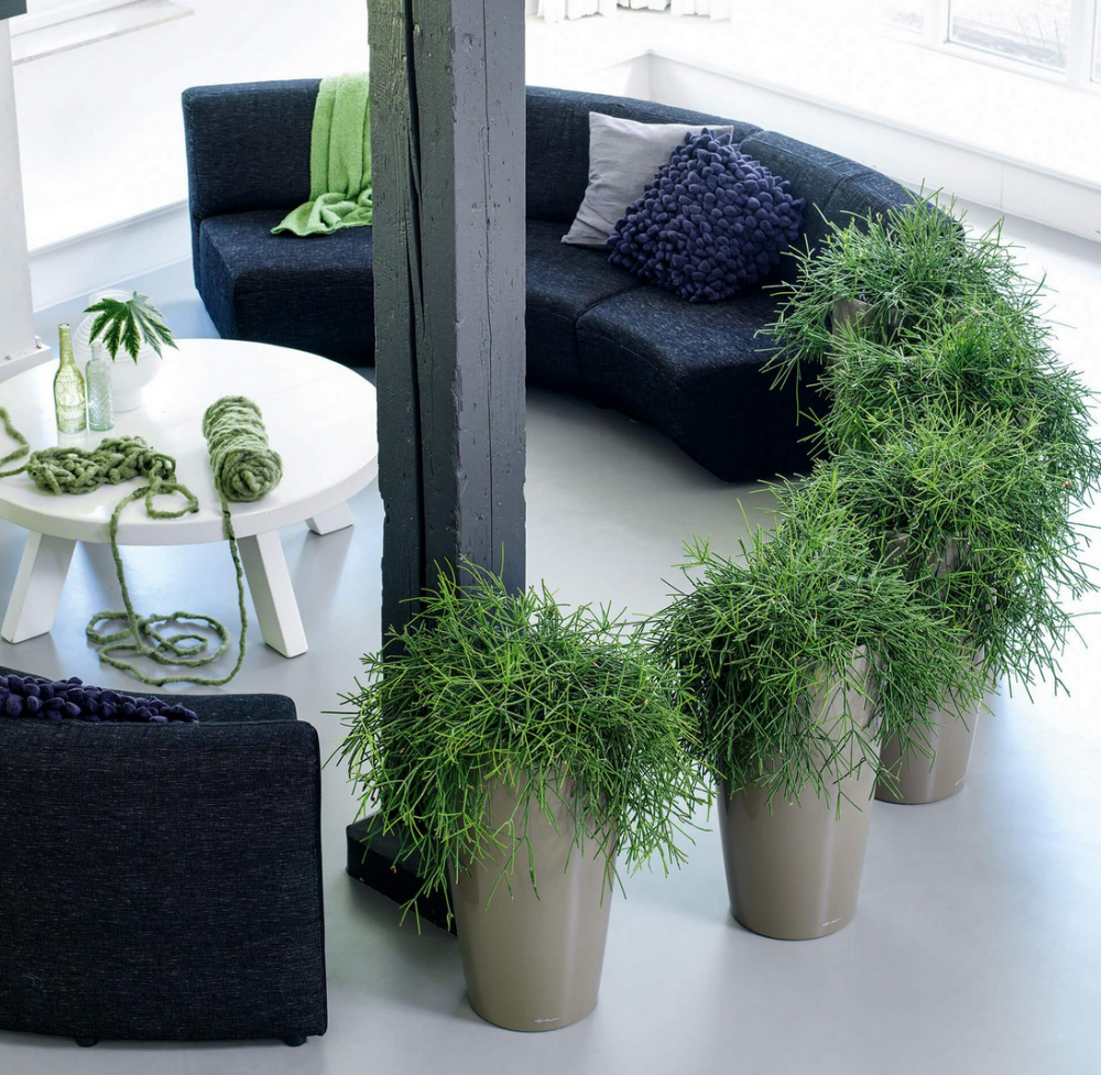 DSMS Plants