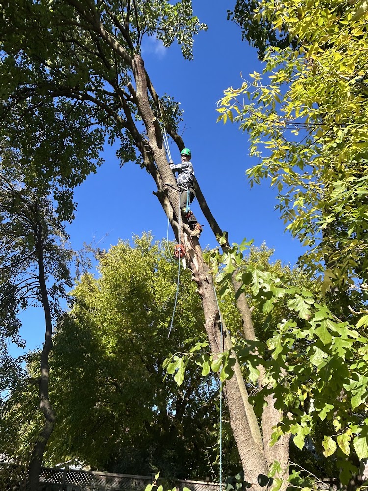 Thumbs Up Landscaping & Tree Removal Services