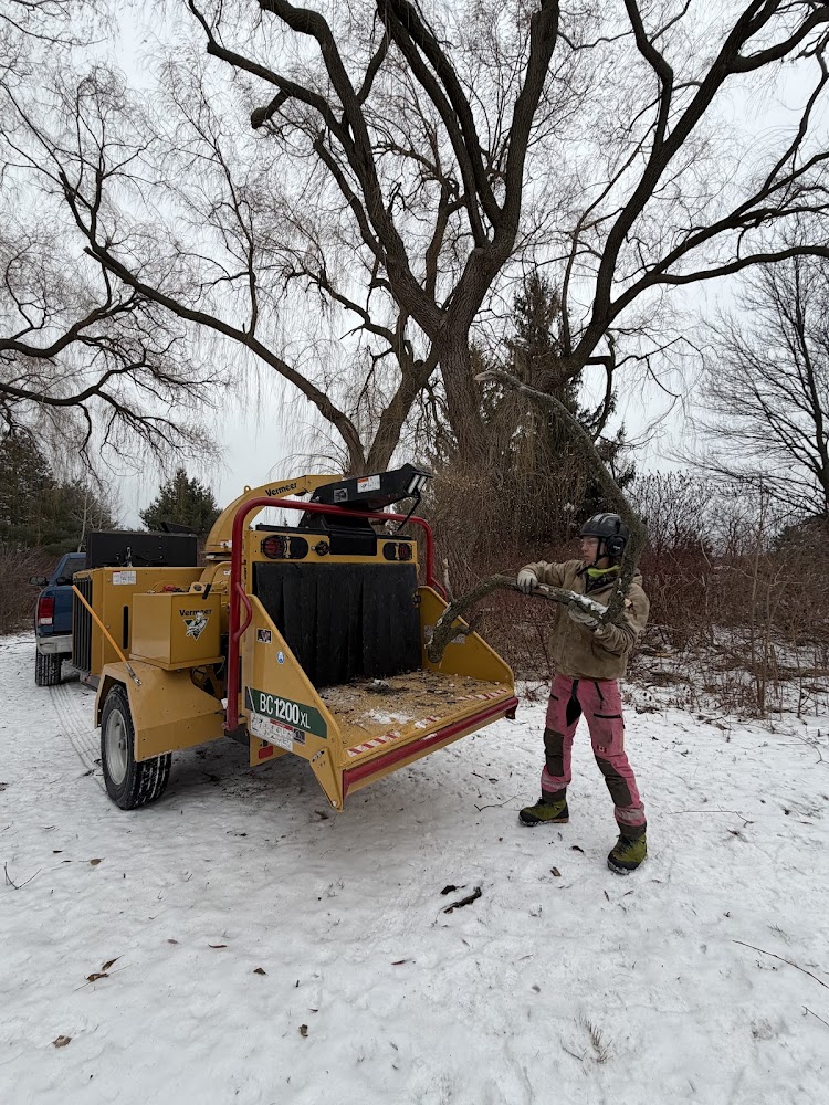 Lorne Park Tree Care