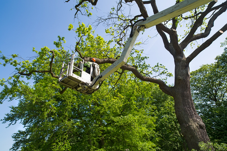Brampton Tree Service