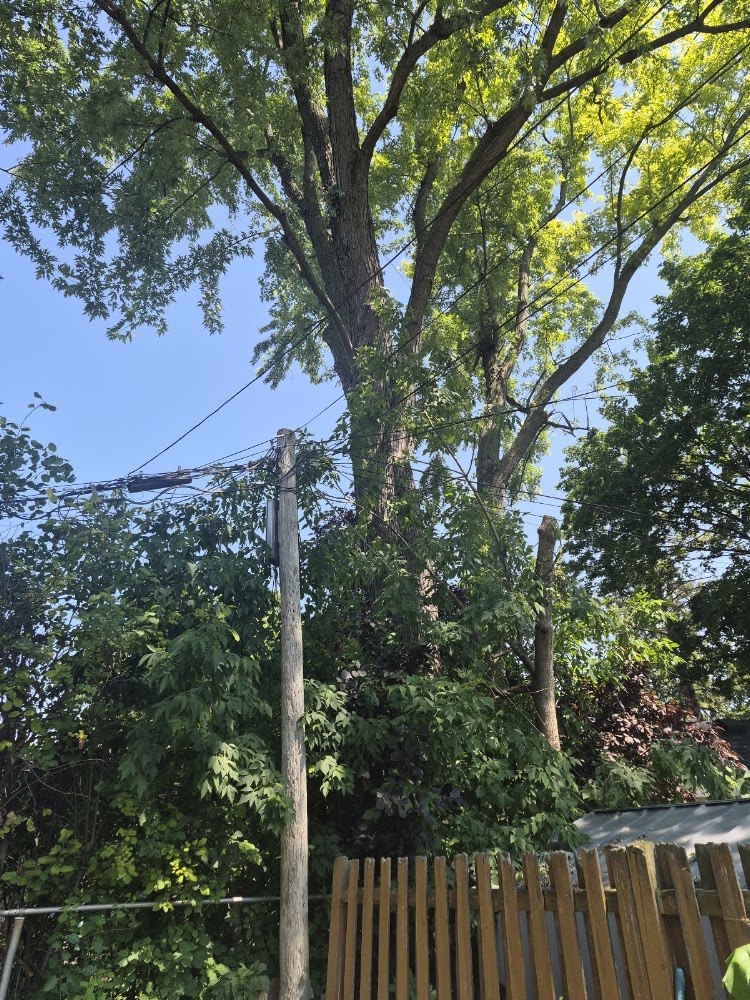 Don's tree service