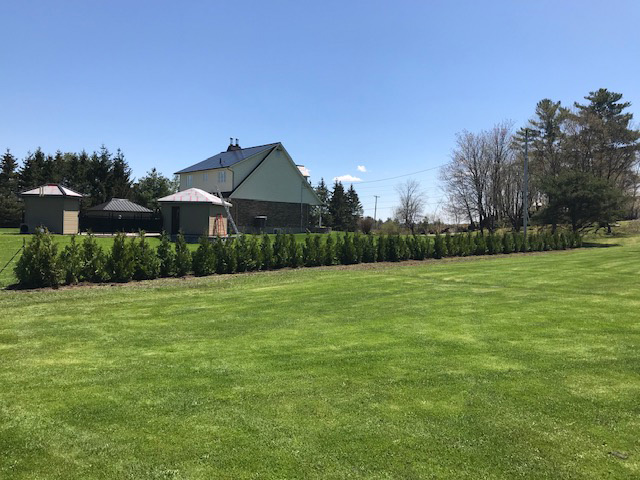 Ottawa Cedar Symetric | Cedar hedge maintenance in Ottawa