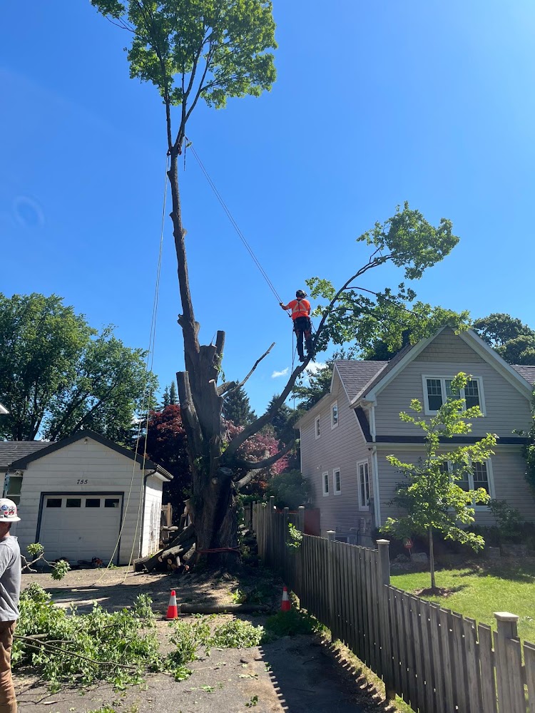 Timber Creek Tree Service